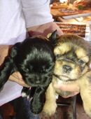 Shih Tzu / Chiwawa Welpen ab 10.12. abzugeben in 27367