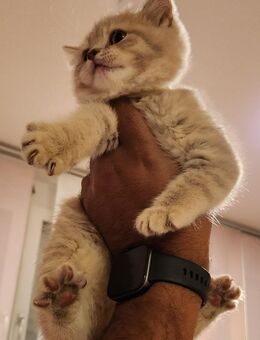 Britisch Kurzhaar Katzenbabys - Ostfildern
