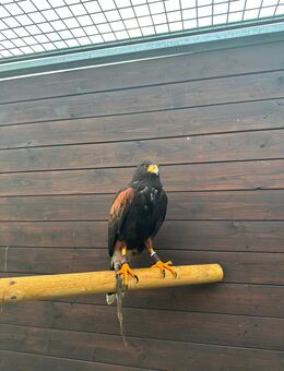 Harris Hawk Weibchen abzugeben - Wenden