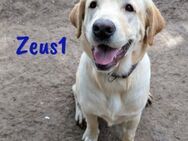 Zeus1 sportlich und clever 08/24 ESP - Ruppertsecken