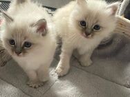 Heilige Birma Kitten suchen ein Zuhause - reserviert - Schweinfurt