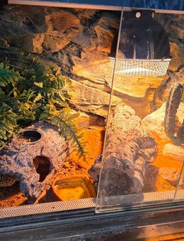 Leopardengecko mit Terrarium - Gifhorn