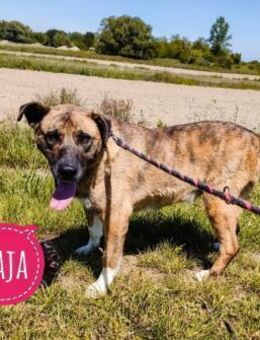 Liebevolle Maja wartet zu lange - Mannheim