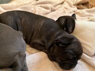 Französische Bulldogge Welpe - Wiesbaden