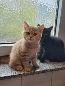 BKH Katze - Raunheim