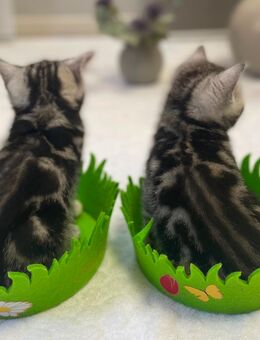 Bezaubernde bkh Kitten black silver tabby classic mit Papiere, absolut exklusiv - Bad Staffelstein