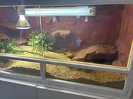 Terrarium mit Bartagame - Borkwalde