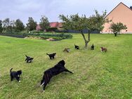 Mischlingswelpen ( Australian Shepherd / Border Collie) - Alperstedt