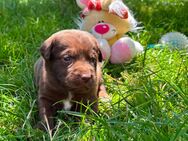7 süße Aussiedor-Mix Welpen suchen liebevolles Zuhause 🐶❤️ - Aiglsbach