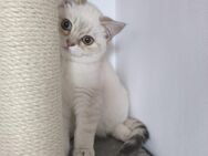 Britisch kurzhaar kitten 4 Monate alt - Erlangen