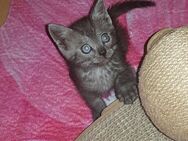 Katzen Kitten sucht zu hause - Wuppertal