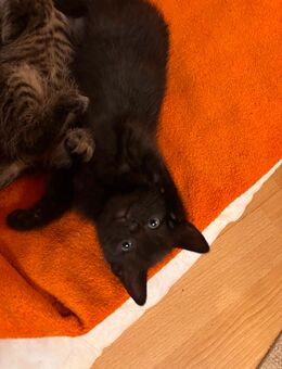 BARNY - Kater, Kitten abzugeben - Höchst (Odenwald)