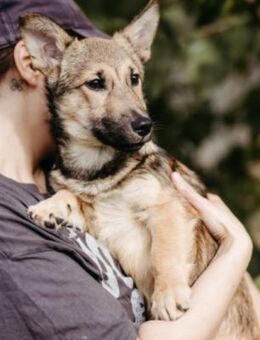 USHER charmanter, fröhlicher Welpenjunge - Kallmünz