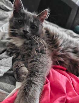 5 Monate altes kitten abzugeben - Hannover