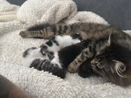 Main Coon Mix Kitten - Merzig