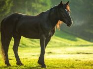 "Hofgut" in Baden-Baden, ideal auch zur Pferdehaltung / Tierhaltung aller Art! - Baden-Baden