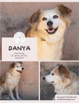 Danya: Sanft und verschmust - Brühl (Nordrhein-Westfalen)