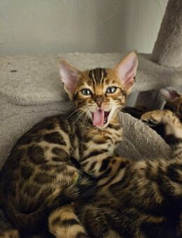 Reinrassige Bengal Kitten - Laufach