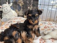 Süße und verspielte Yorkshire Terrier Welpen - Lahr (Schwarzwald)