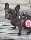 Französische Bulldogge Rüde sucht in 14480