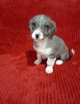 Welpe Zuri sucht Herzensmensch - Neuhausen (Fildern)