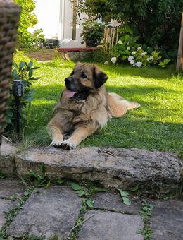 Großer Hofhund sucht neues Zuhause zum bewachen - Arnstadt