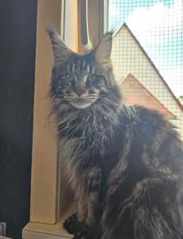 Maincoon Weiblich zu verkaufen - Bad Wildbad