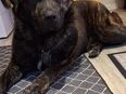 Labrador Mischling mit Schiba in 34125