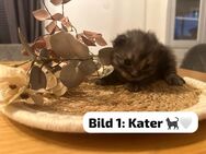 Süße Maine coon- Britisch Lang Haar mix kitten suchen ein wundervolles neues Zuhause - Schortens