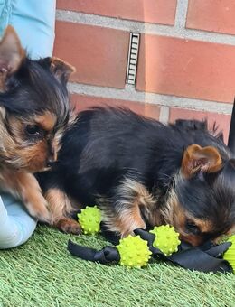 Reinrassige Yorkshire-Terrier mit Ahnentafel - Garrel