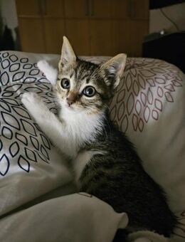 Marla aus dem Tierschutz - Grevenbroich