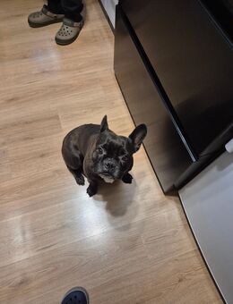 Französische Bulldogge Molly - Beelitz