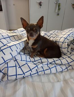 Mini Chihuahua - Soest