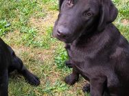 Labrador Schäferhund/Kuvasz mix - Hammer (Uecker)