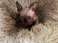 Sphynx Kitten suchen ein liebevolles für immer zuhause! - Poppenricht