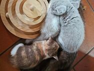 5 süße BKH Kitten - Hennef (Sieg)