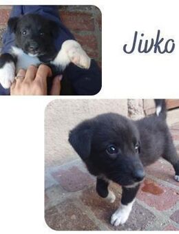 Jivko - Wendelstein