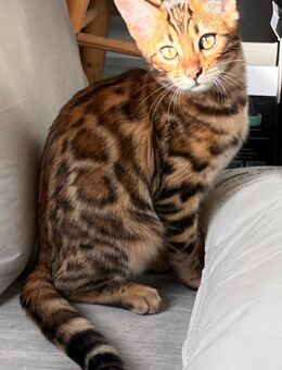 Bengal Mädchen 16 Wochen Kitten geimpft gechippt - Köln