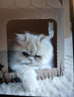 Ich suche eine 12 Wochen alte Katze - Krefeld