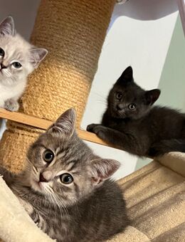 BKH Kätzchen Kater Blue, weiss - Buchholz (Nordheide)