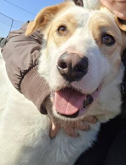 Falina - liebevolle entspannte Hundedame - Köln