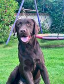 *Deckanzeige für unseren reinrassigen Labrador Rüden "Bruno"* in 84556