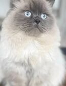 Wunderschöner Persian Deckkater Blue Point in 88214