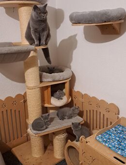 5 britische Kurzhaar Bärchen UPDATE: NOCH 2KITTEN - Meßkirch