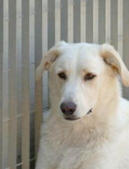 Pop sucht ein liebevolles Zuhause - Neuss