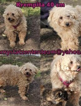 Krempita wurde nicht gut behandelt - Schafflund