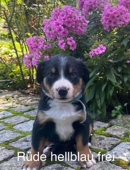 Swissydog Welpen: Große Schweizer Sennenhund - Appenzeller Sennenhund Welpen - Brannenburg
