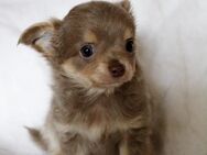 Chihuahua Welpe Lilac-Tan Rüde - Herford (Hansestadt)