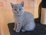 Wunderschöne Britisch Kurzhaar Kitten - Bönebüttel