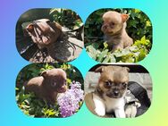 Chihuahua Mix Welpen - Birkenfeld (Rheinland-Pfalz)